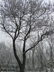 树
