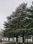 树