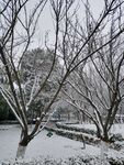 树