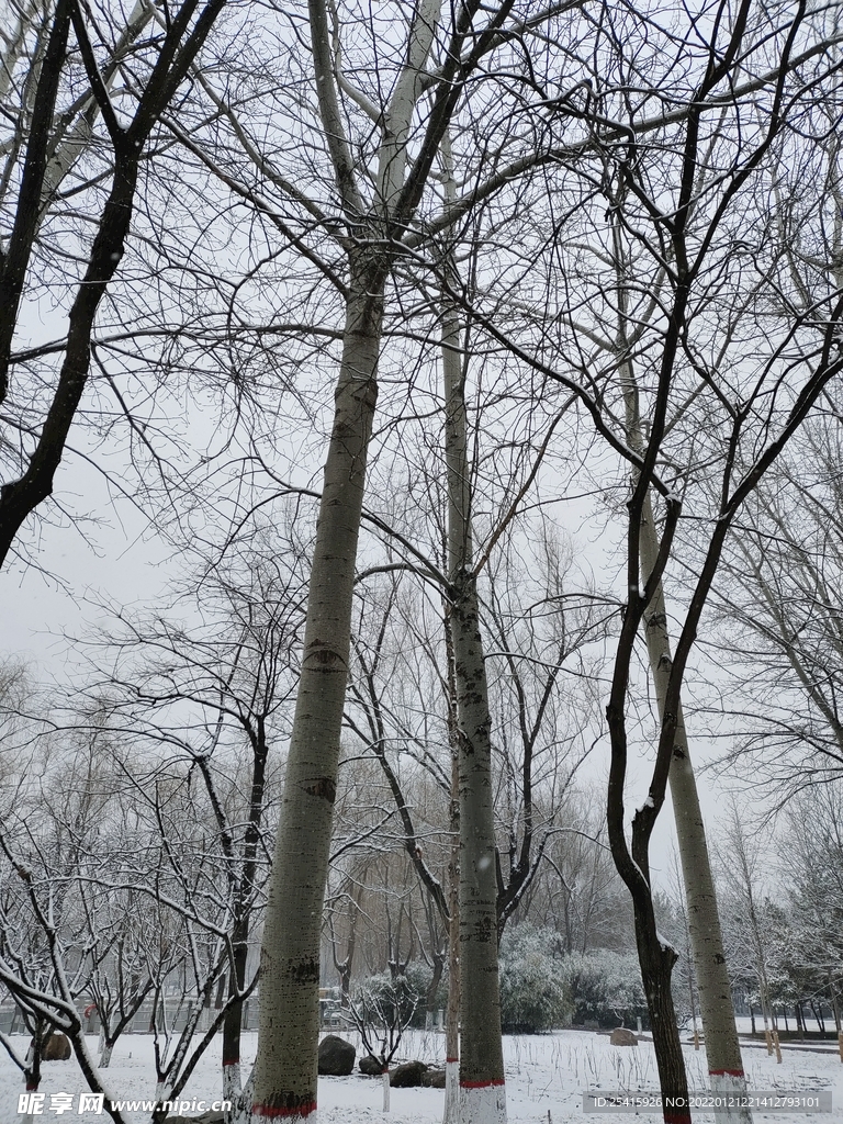 树
