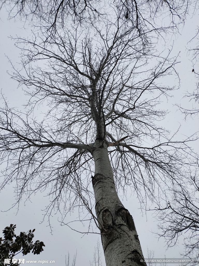 树