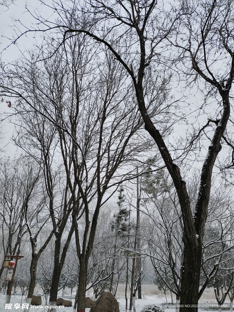 树