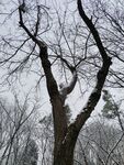 树
