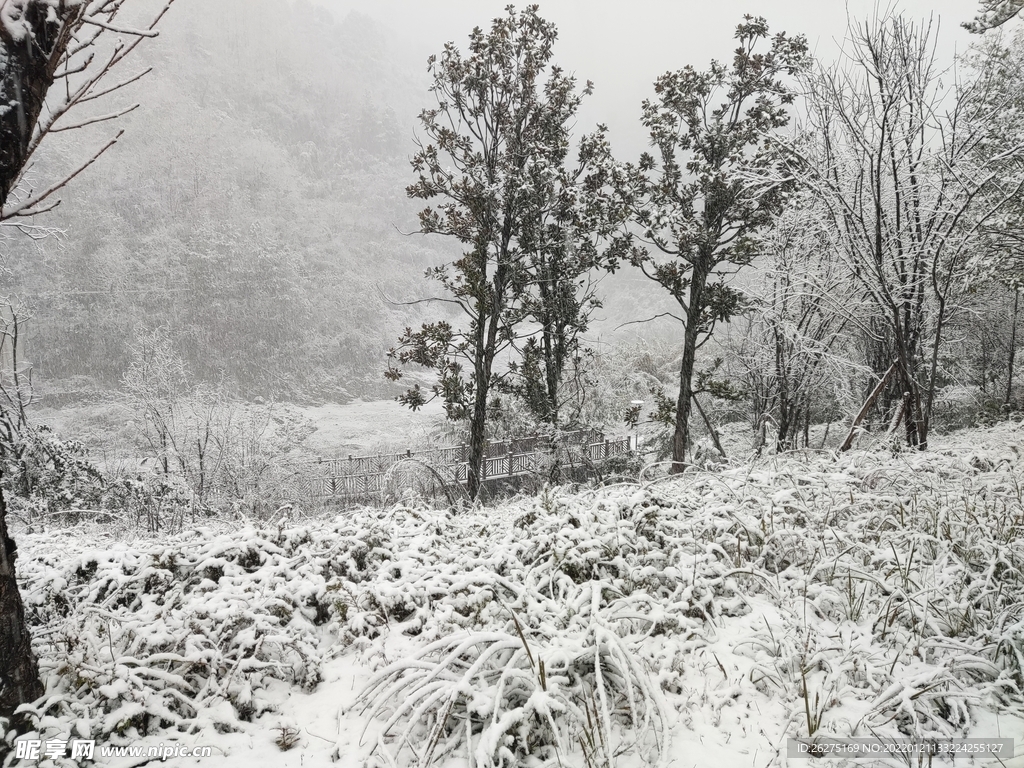 雪草从