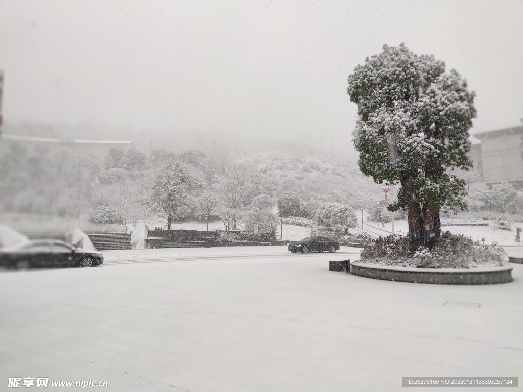 车古树与雪