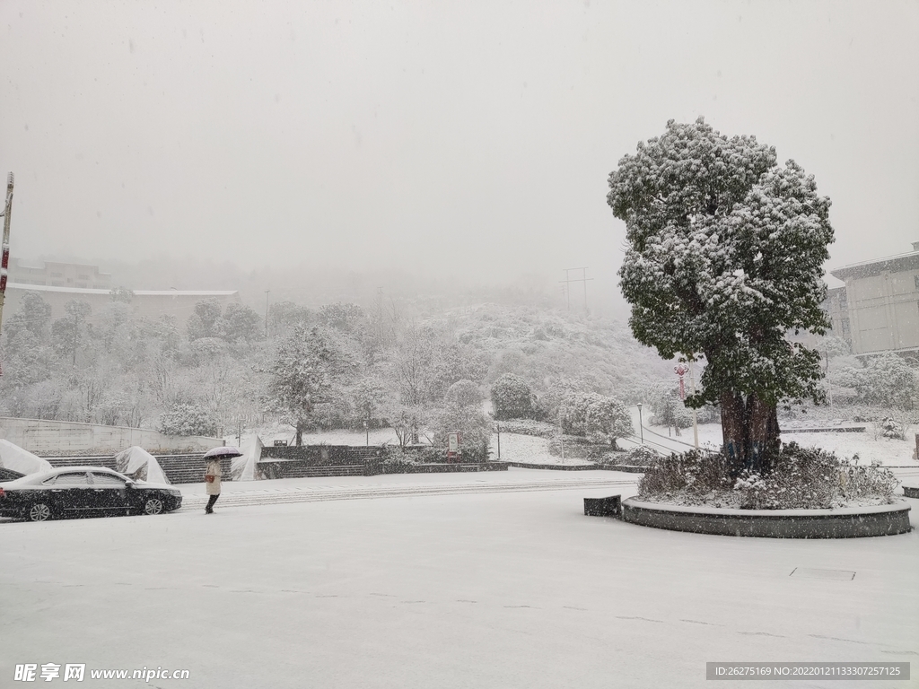 古树迎雪