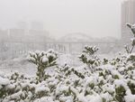 雪棉花