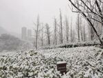 瑞雪兆丰年