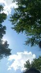 林间天空