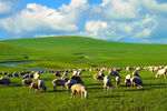 草原牧羊蓝天图