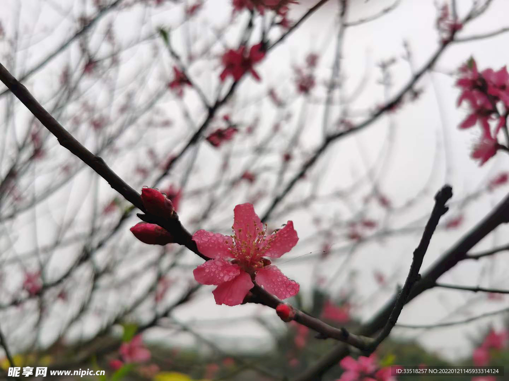 花