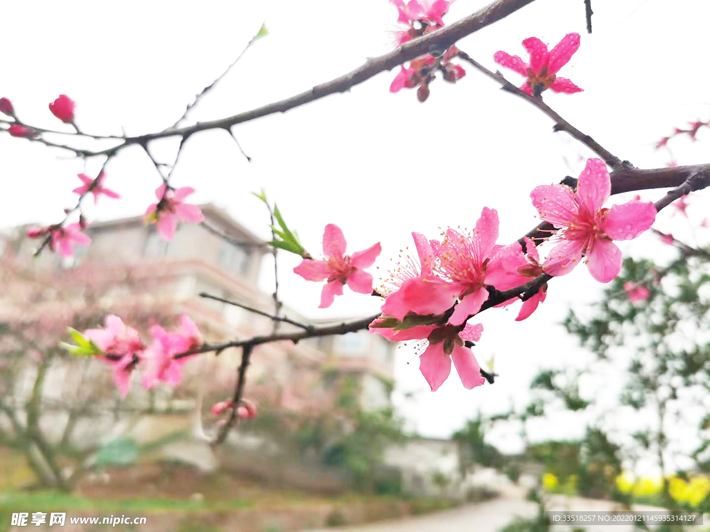 花