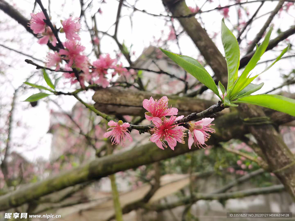花