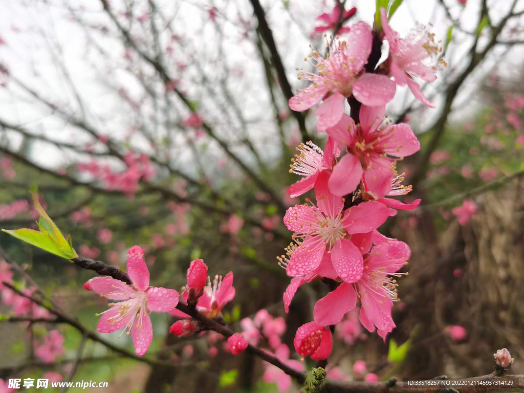 花