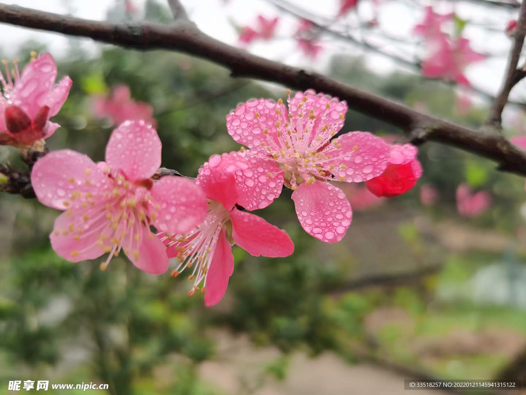 花