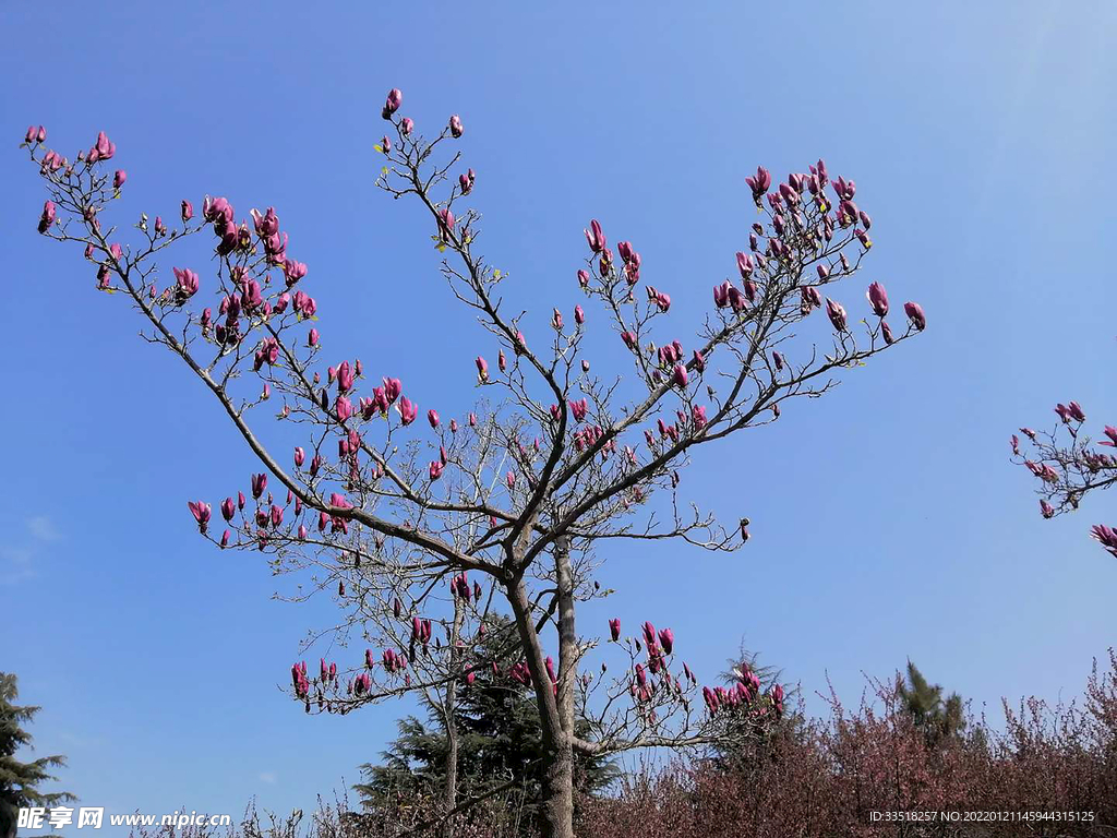 花