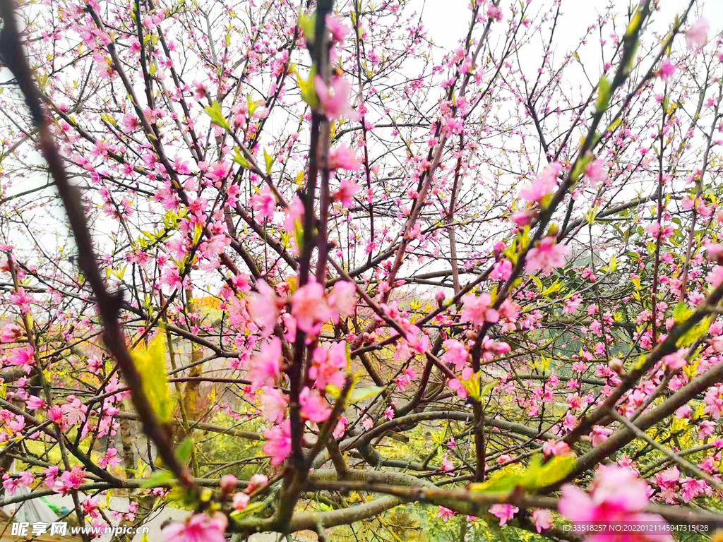 桃花