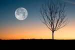 月亮树背景图