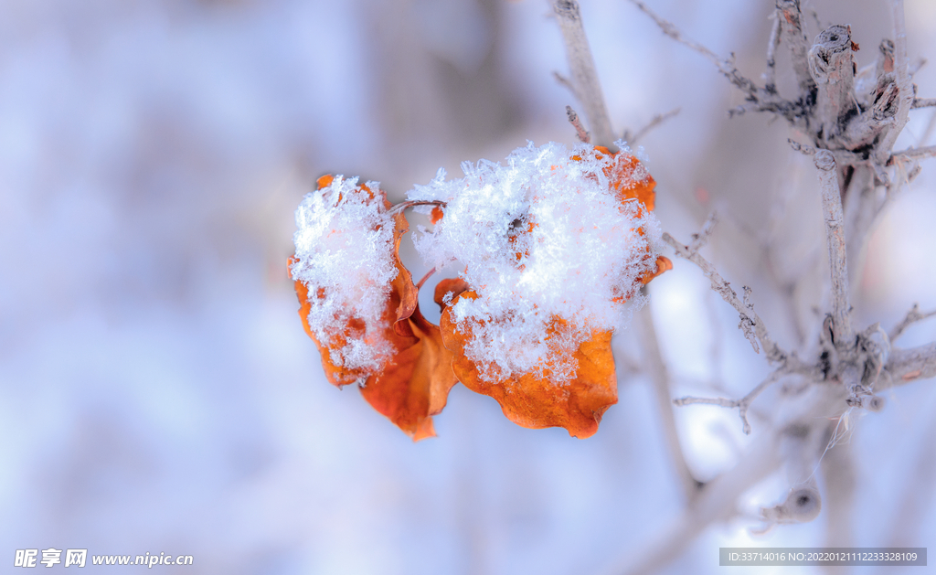 雪