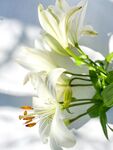 百合花