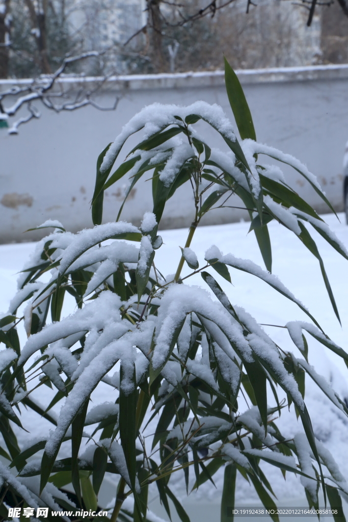 雪景 