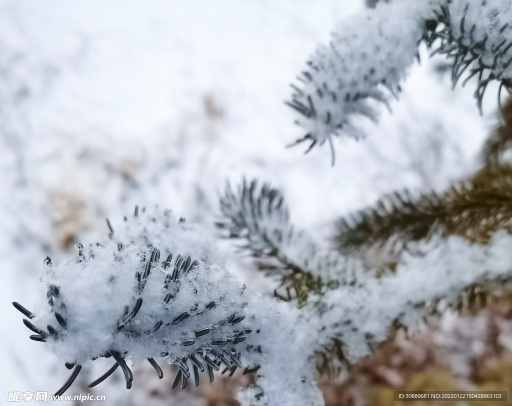 雪