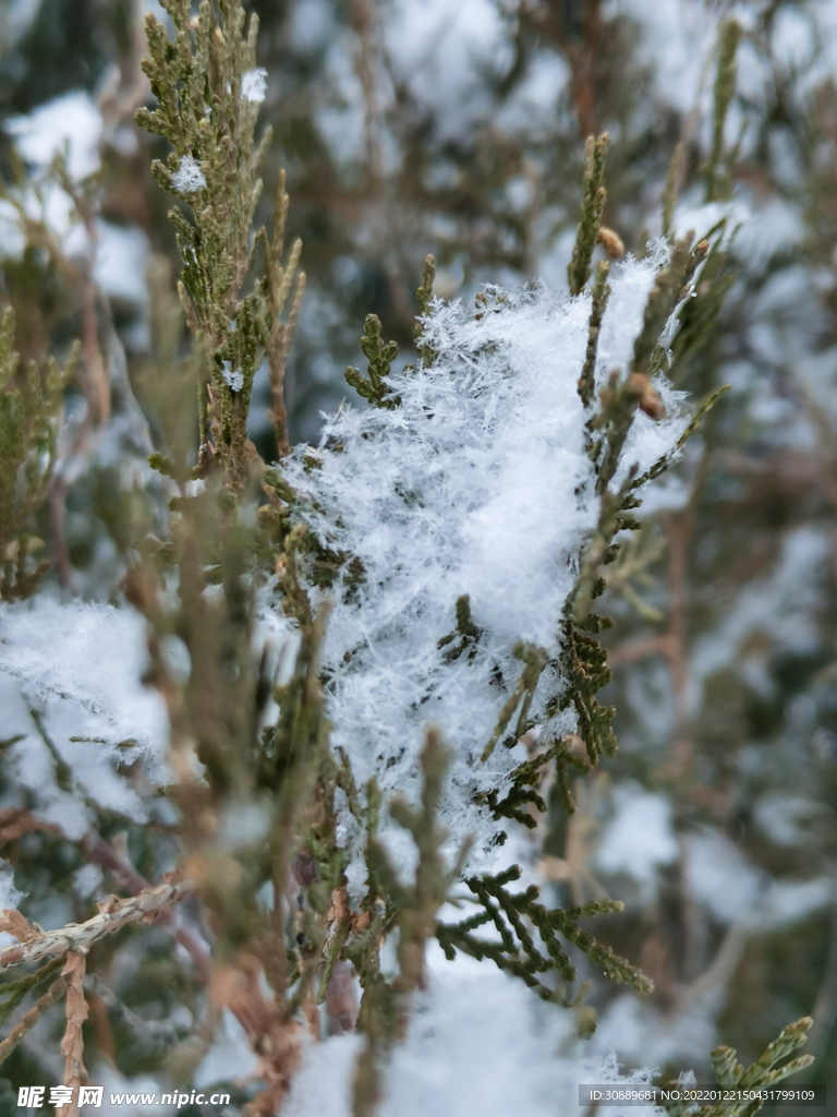 雪