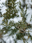 雪