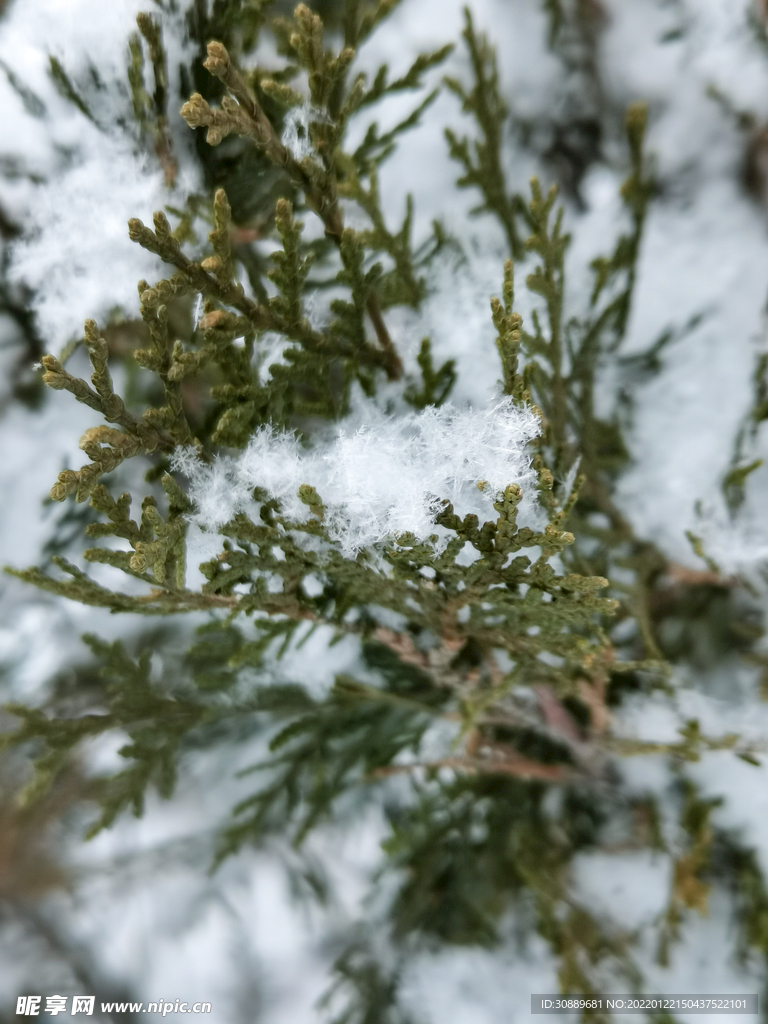 雪