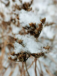 雪