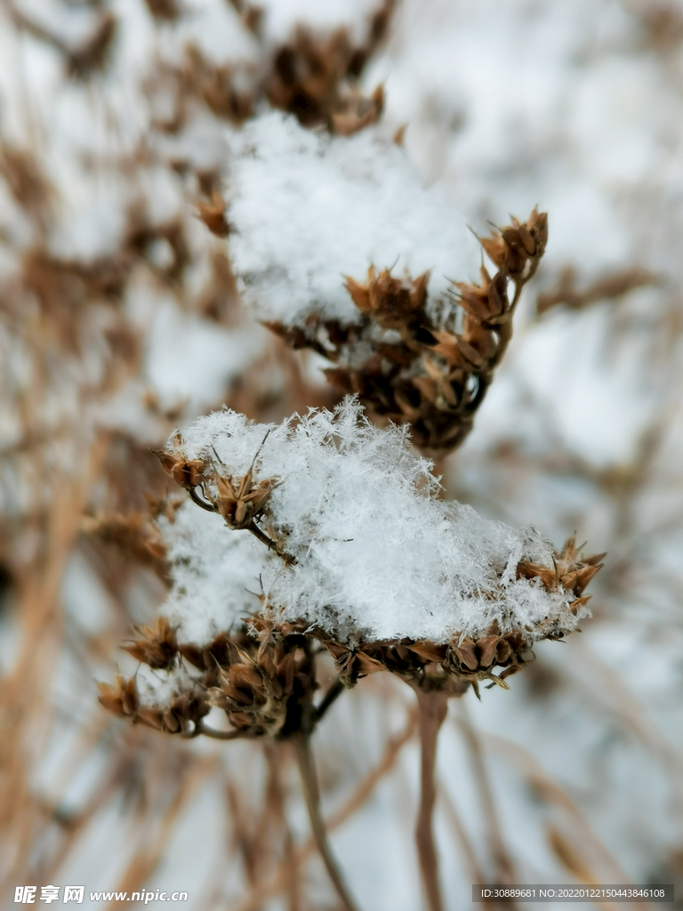 雪