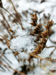 雪