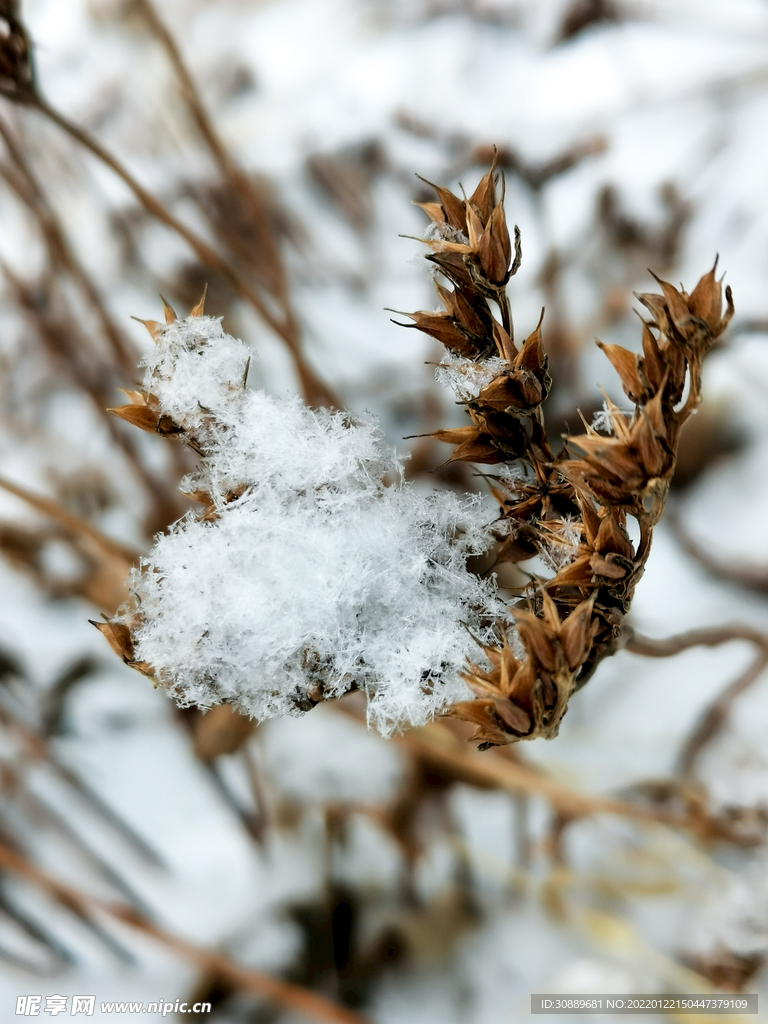 雪