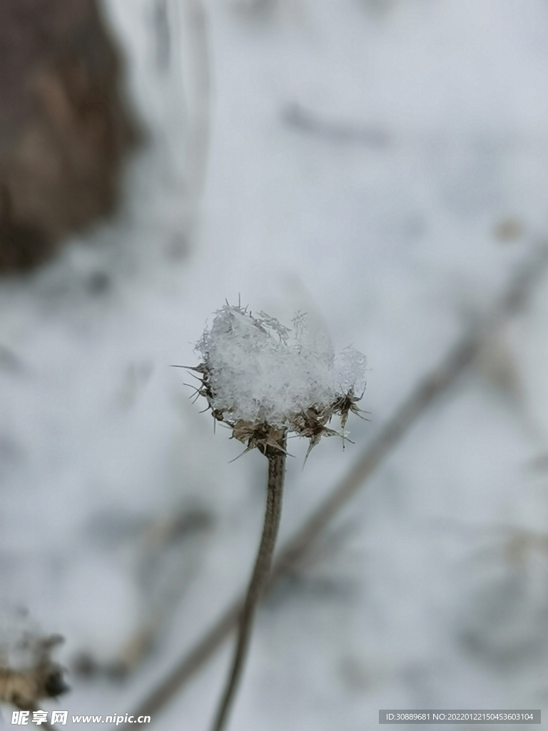 雪