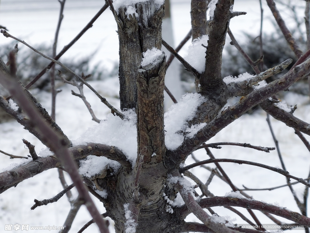 雪