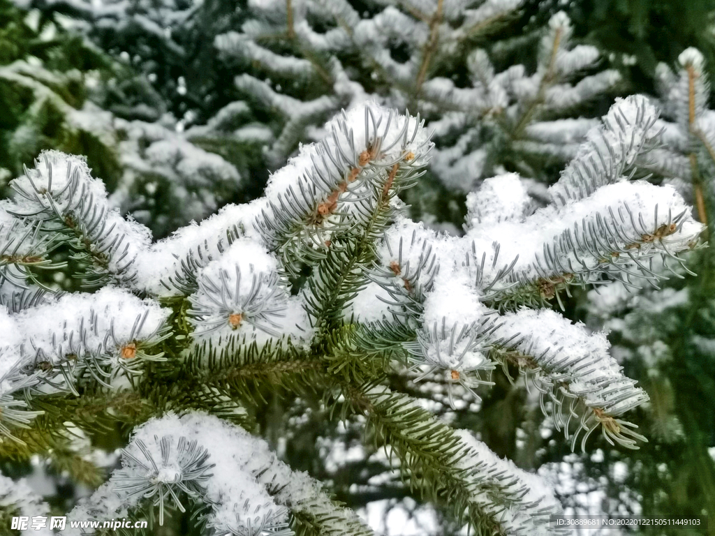 雪