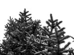 雪