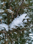 雪