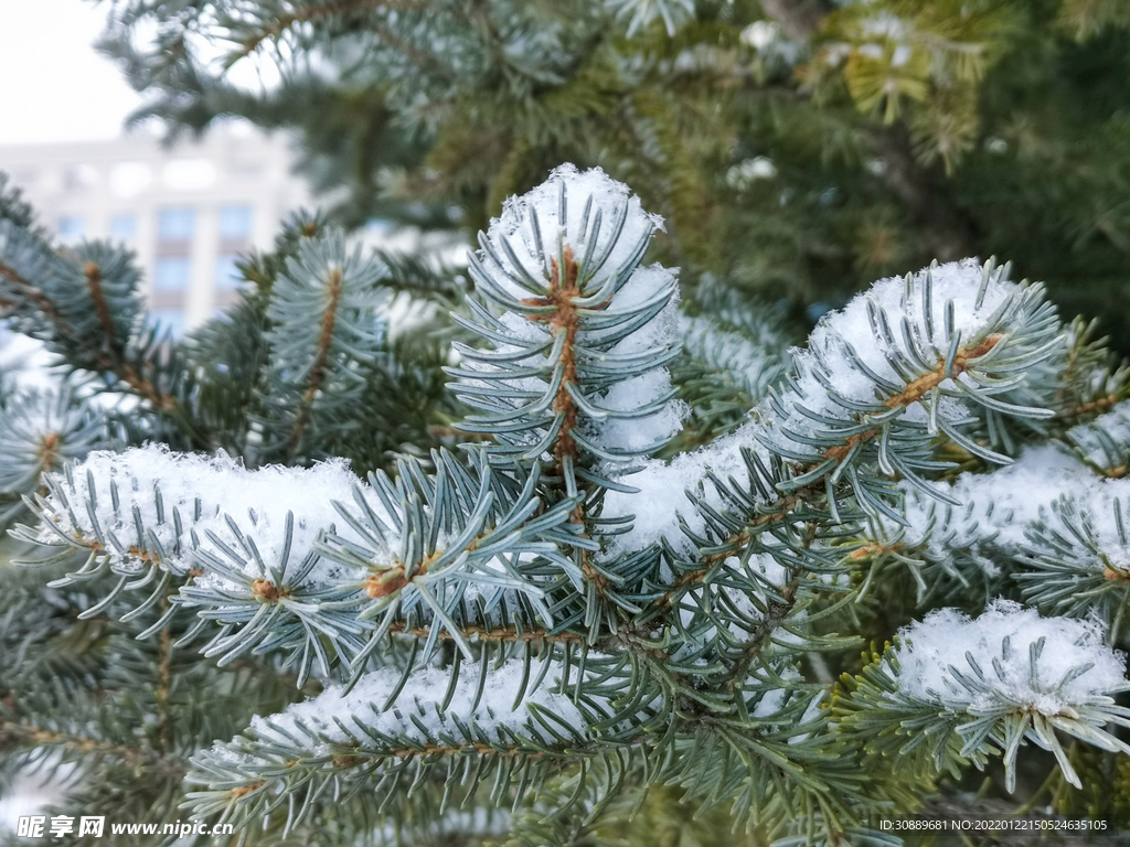 雪