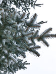 雪