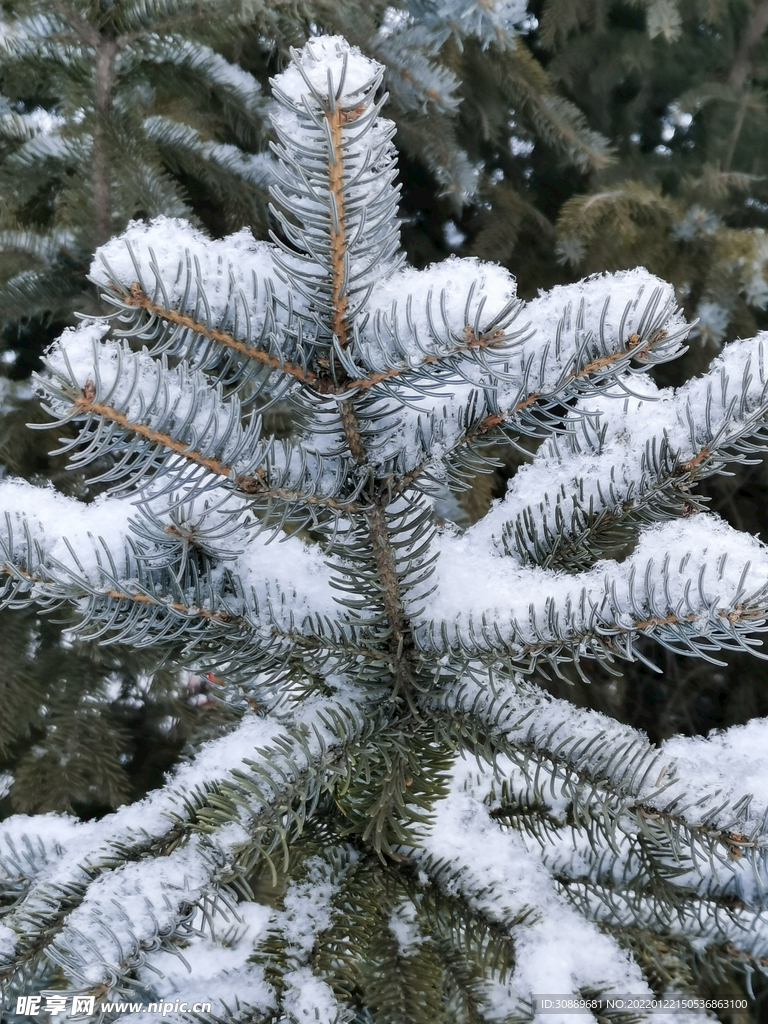 雪景