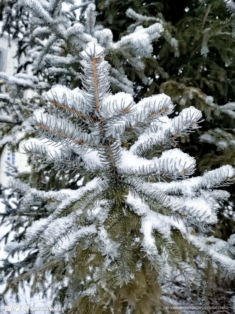 雪