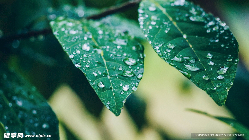 树叶 水滴