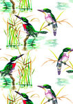 鸟类插画