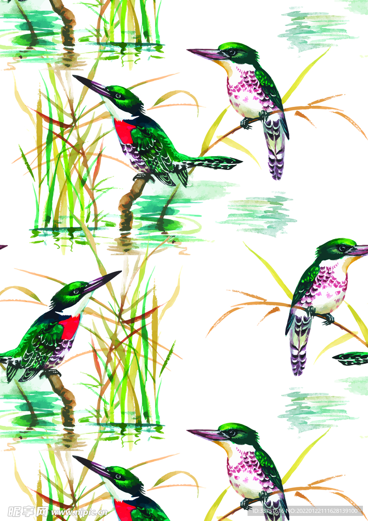 鸟类插画