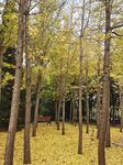 枫叶林
