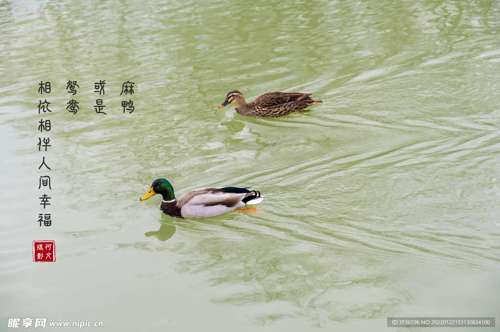 麻鸭戏水高清图 