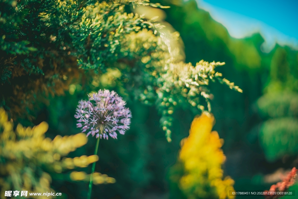 毛果一枝黄花