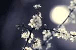 梨花 