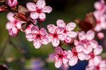 梨花